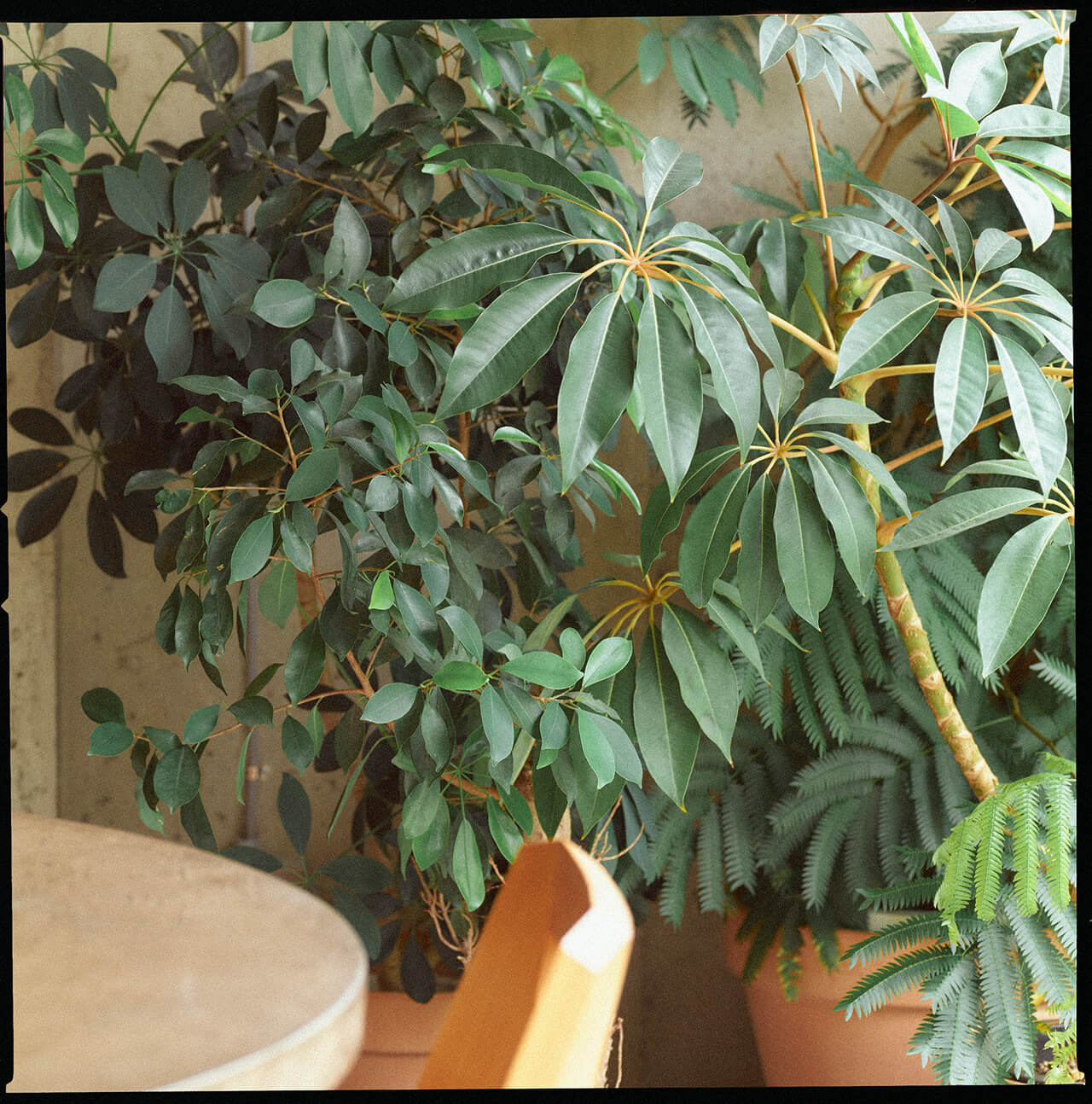 観葉植物