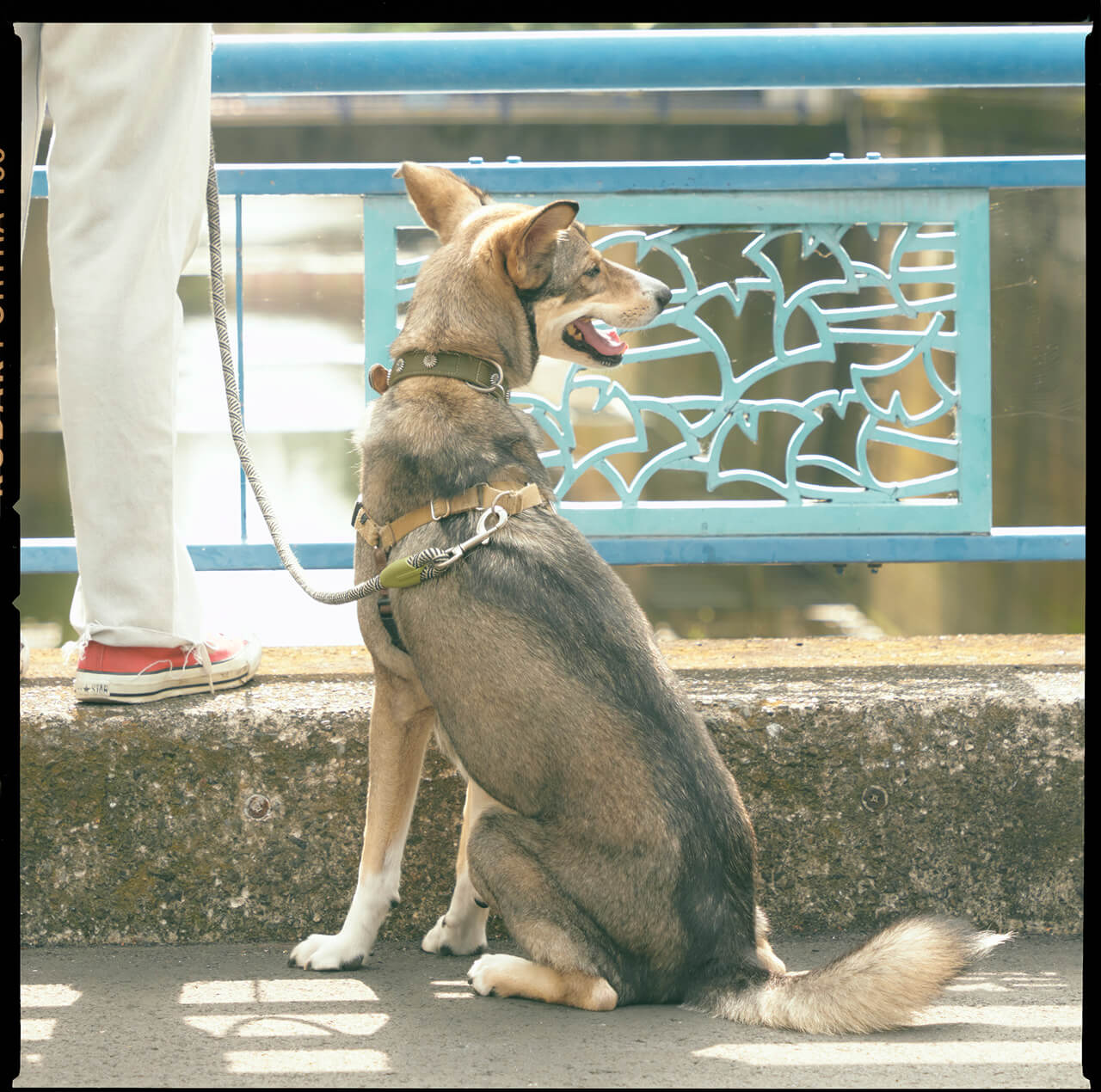 ライトブルーのトップス・デニムパンツを着用した女性と犬が遠くを眺めている様子